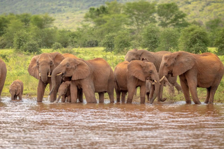 africamps at white elephant safaris pongola game reserve (4)